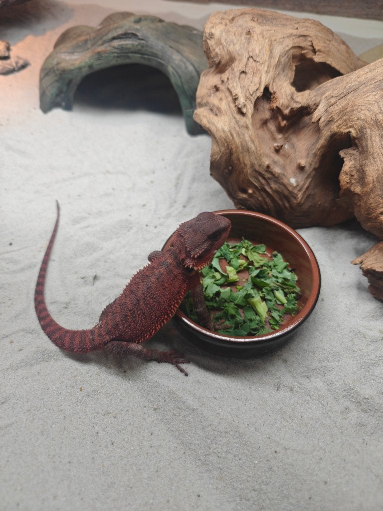 Baardagaam, Lézard, 0 à 2 ans