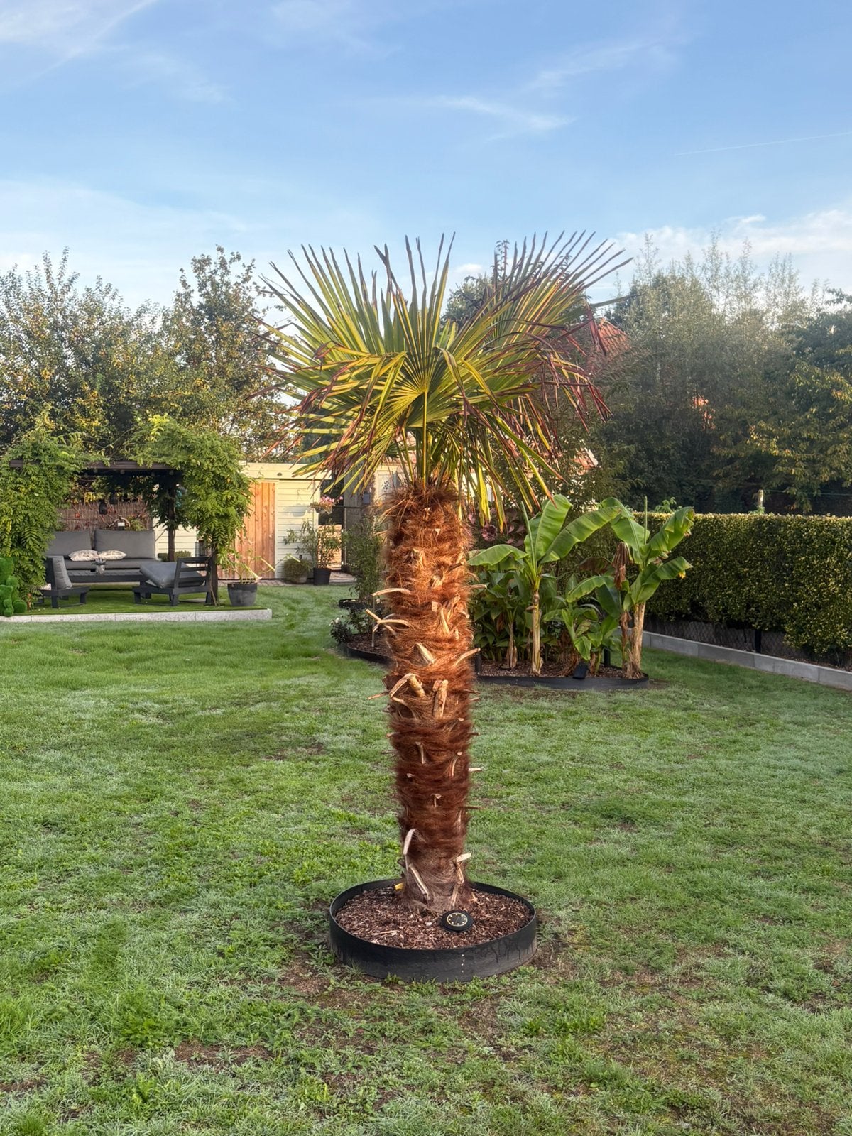 Winterharde palmboom 150 cm, Tuin en Terras, Ophalen, Palmboom