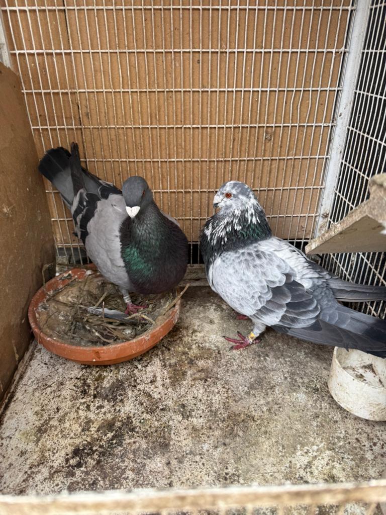 Duiven jenn, Dieren en Toebehoren, Vogels | Duiven
