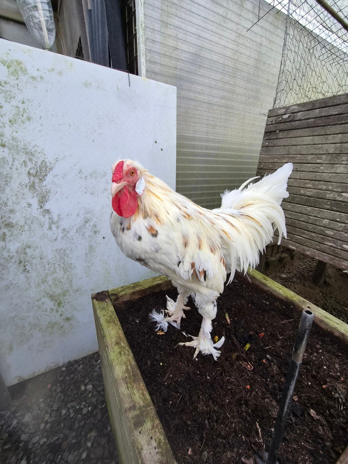 Mooie witgele haan, Mâle, Poule ou poulet