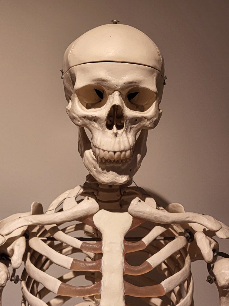 Origineel 3B Scientific anatomisch skelet, Ophalen, Zo goed als nieuw