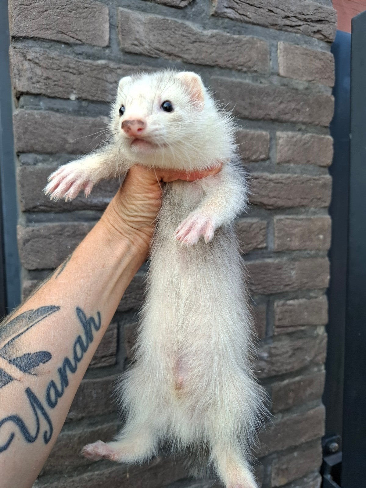 Vol angora en semi, Dieren en Toebehoren, Mei, Meerdere dieren