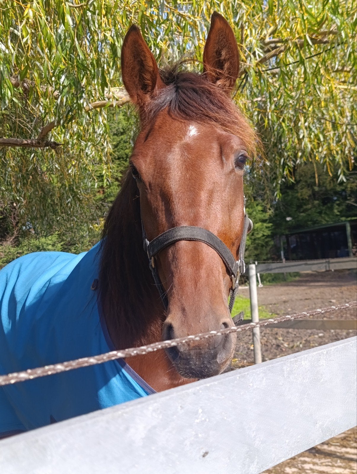 3 jarige merrie, Jument