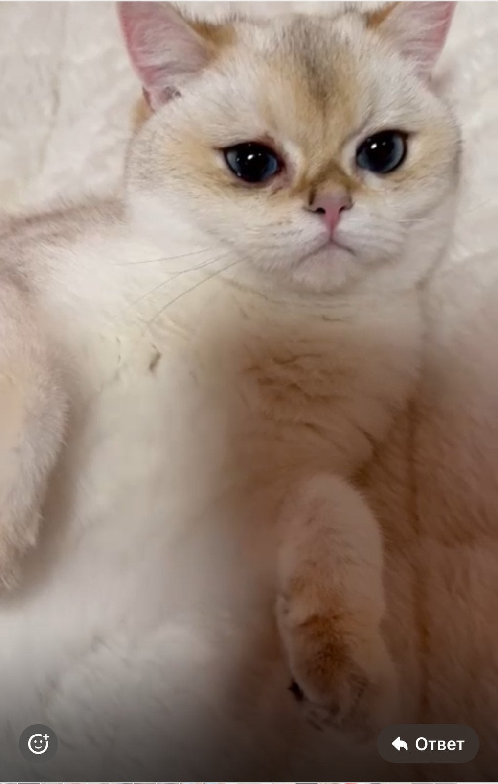poes Britse korthaar (voor de fok ), Chatte ou Chat, Avec pedigree, 0 à 2 ans