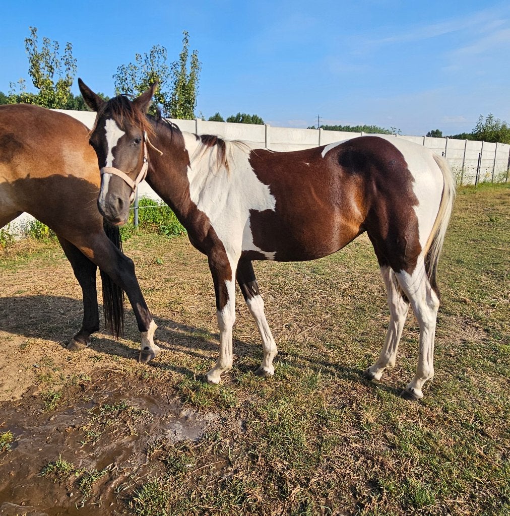 Bonte jaarling merrie, Dieren en Toebehoren, Merrie, Springpaard, 160 tot 165 cm, Gechipt