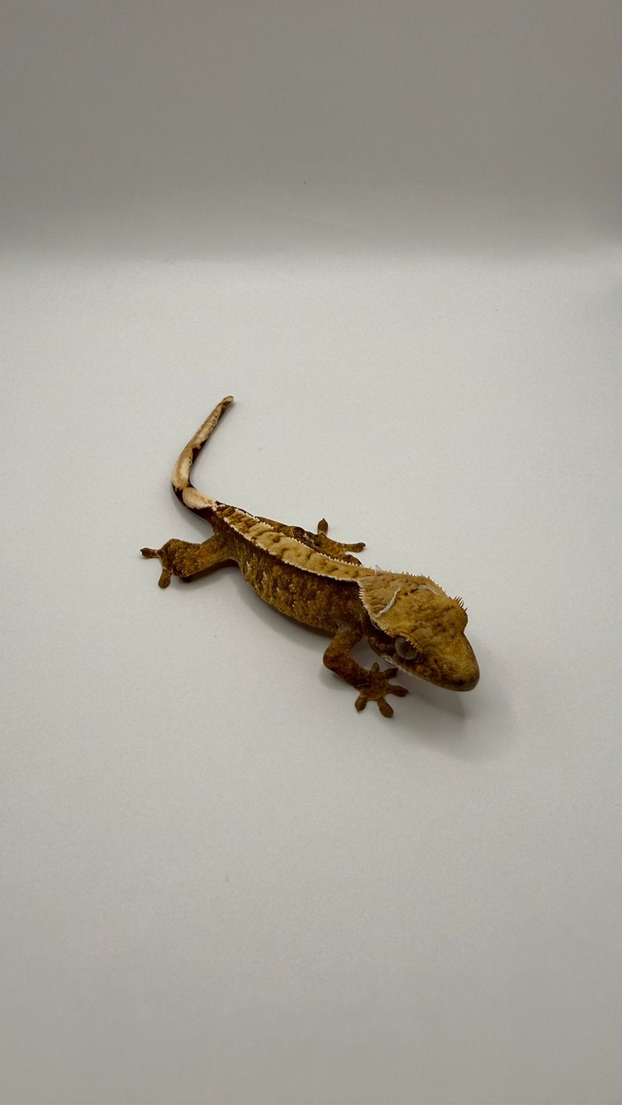 Wimpergekko