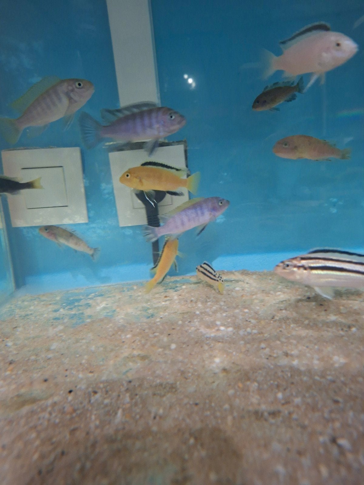 Cichlides malawi labidochromis caeruleus