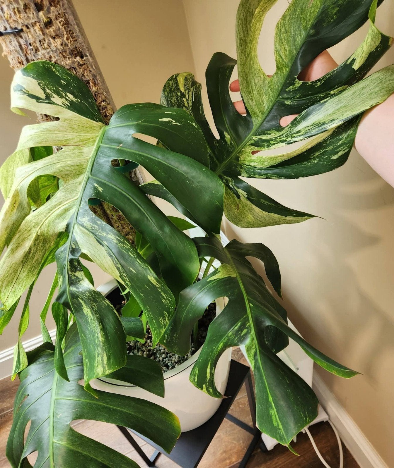 XL Monstera Jungle Mint, Huis en Inrichting, Ophalen of Verzenden