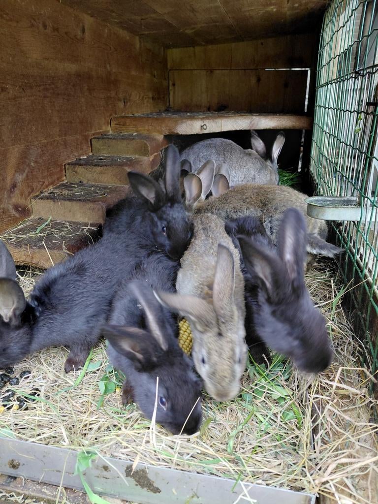 Jonge konijnen, Grand