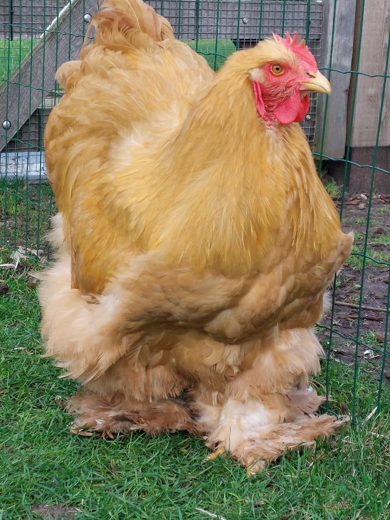 Buff cochin haan, Mannelijk, Kip