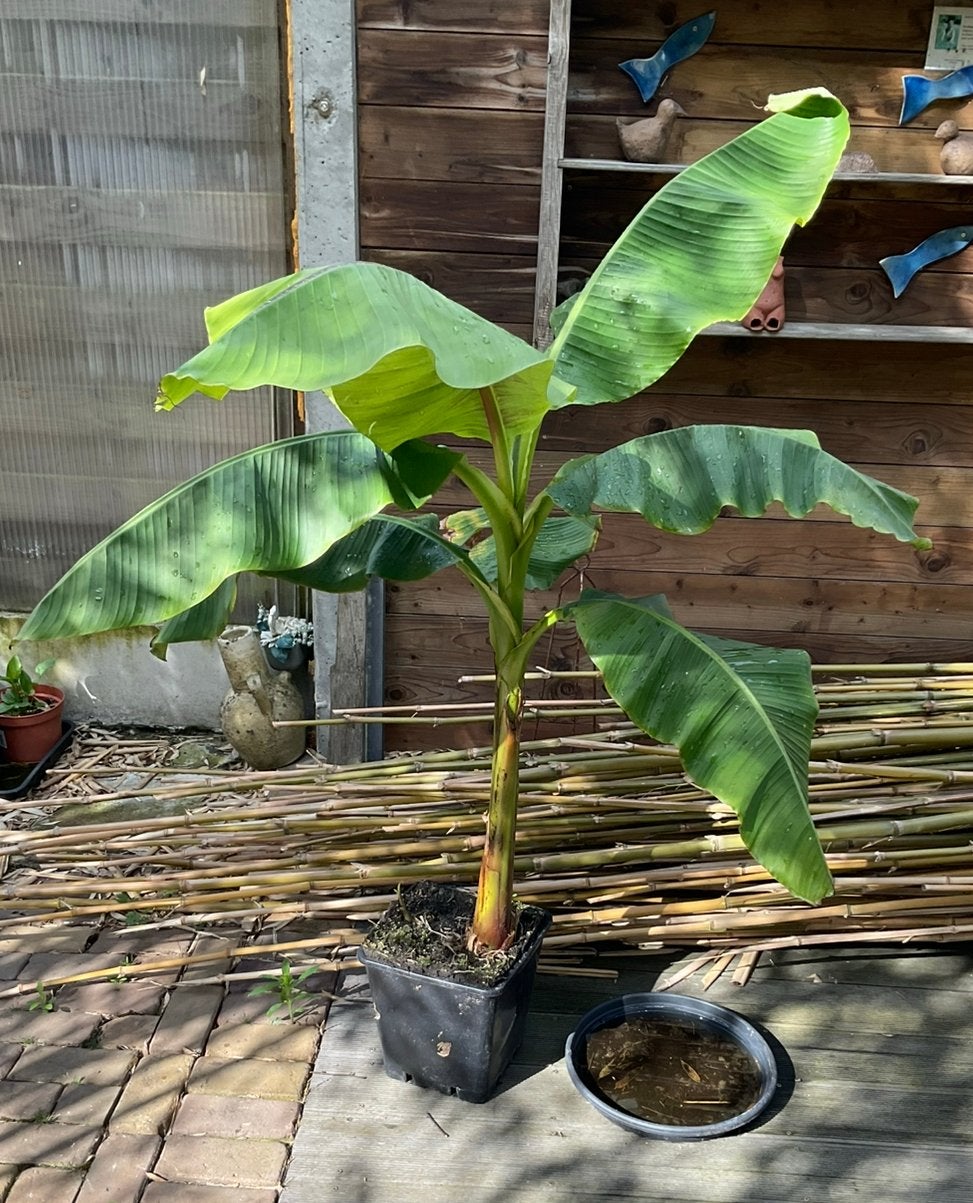 Musa Basjo vezel banaan, Ophalen