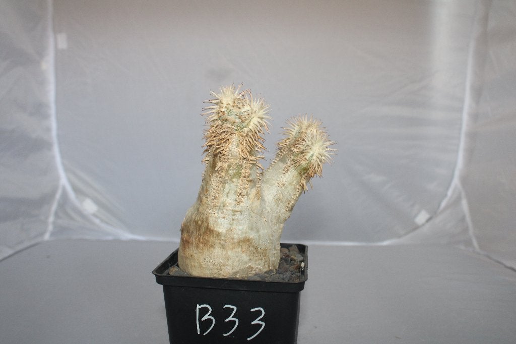 pachypodium eborneum, Huis en Inrichting, Kamerplanten, Vetplant, Ophalen of Verzenden, Minder dan 100 cm, Volle zon