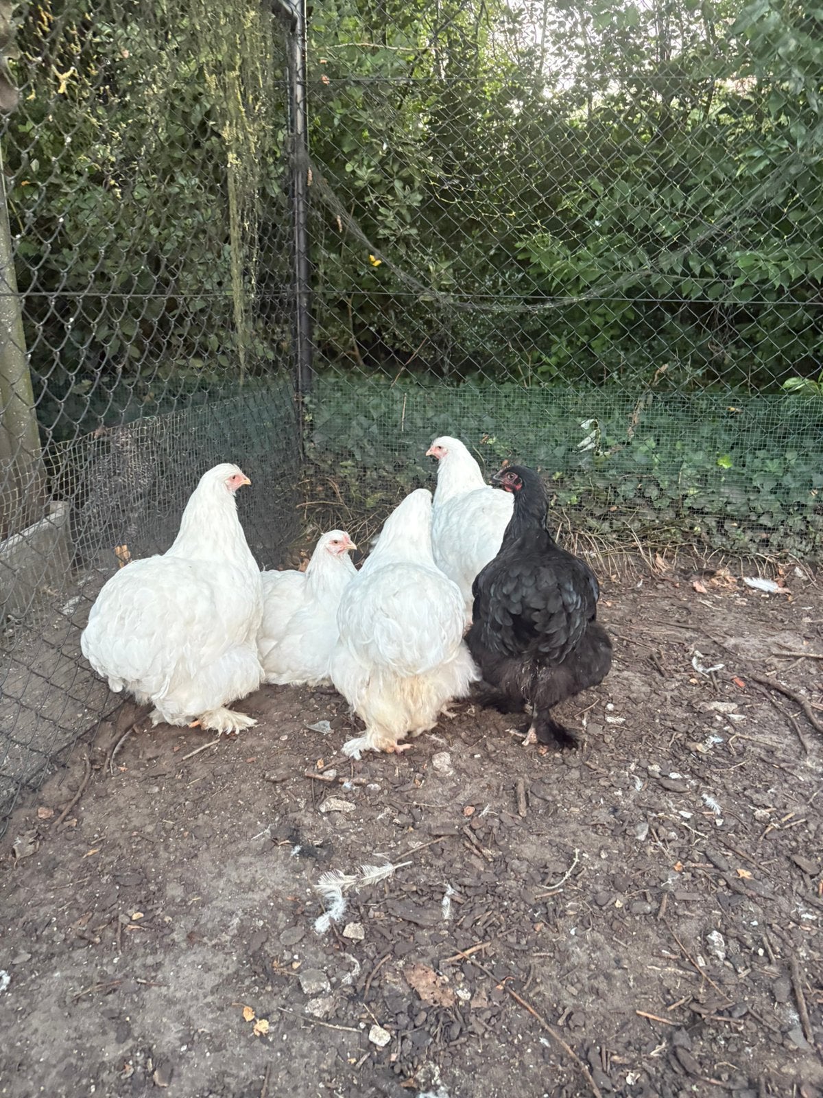 Cochin groothoender wit, Femelle, Poule ou poulet