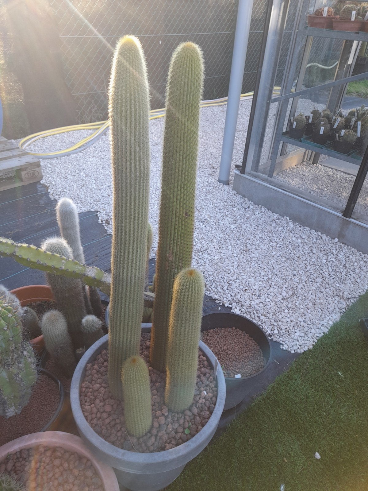 hoge gele cactus., Enlèvement, Cactus, 100 à 150 cm