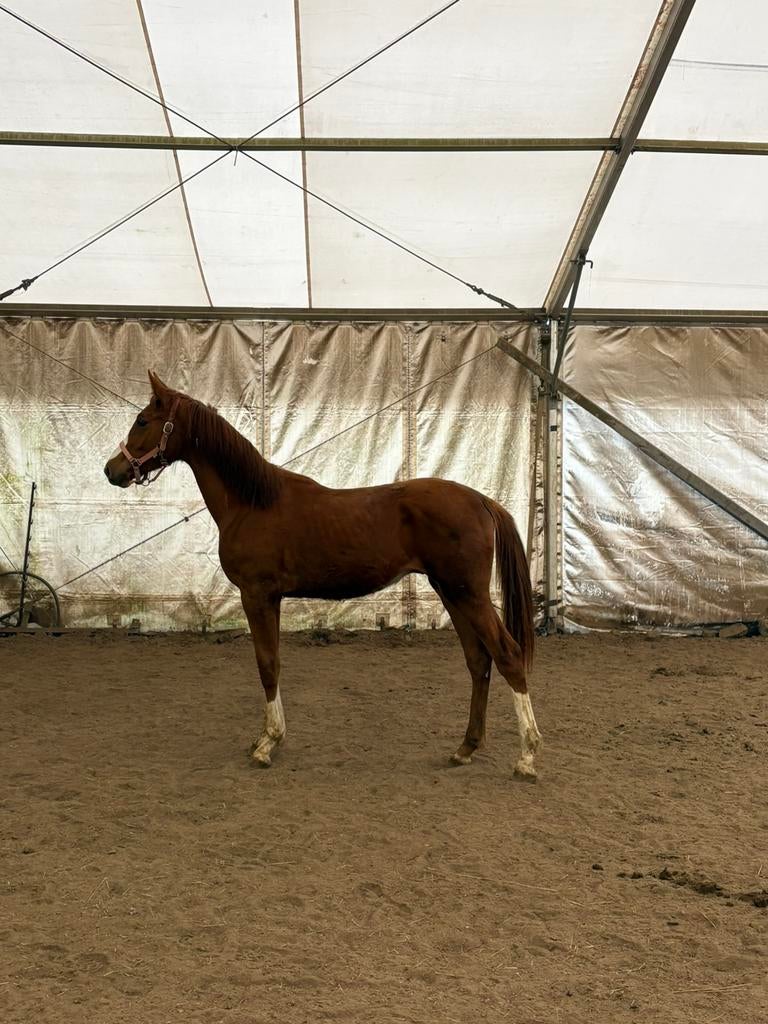 Jaarling spring hengst, Dieren en Toebehoren, Paarden, Hengst