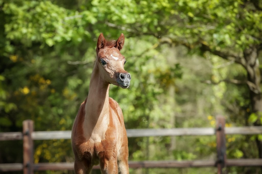 Haras de pur-sang arabe, Étalon, Avec pedigree, 0 à 2 ans