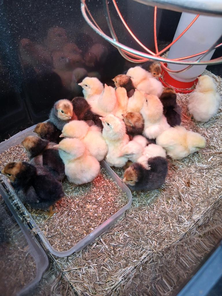Poussins d'un jour, Animaux & Accessoires, Volatiles, Sexe inconnu, Poule ou poulet