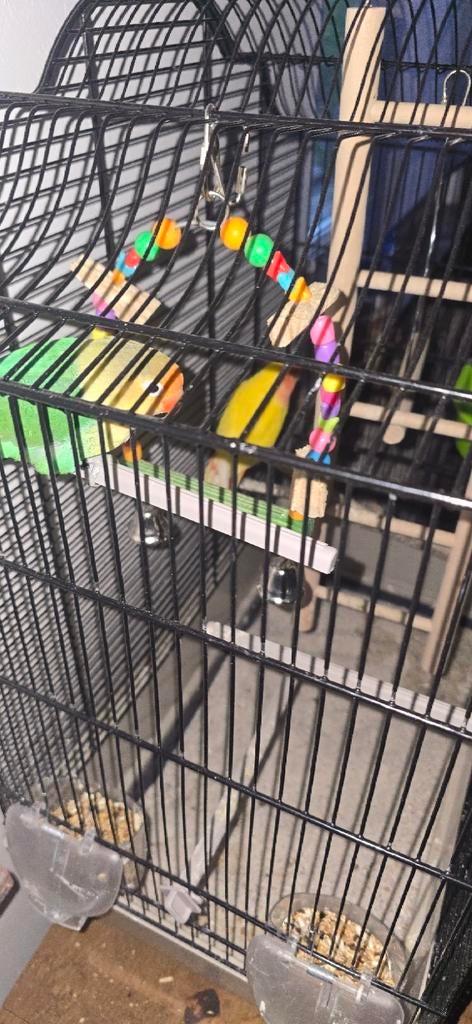 2 dwergpapegaai ( 2ygeel en 7 groenmaanden)+kooi 1tam, Dieren en Toebehoren, Geslacht onbekend, Dwergpapegaai of Agapornis, Tam