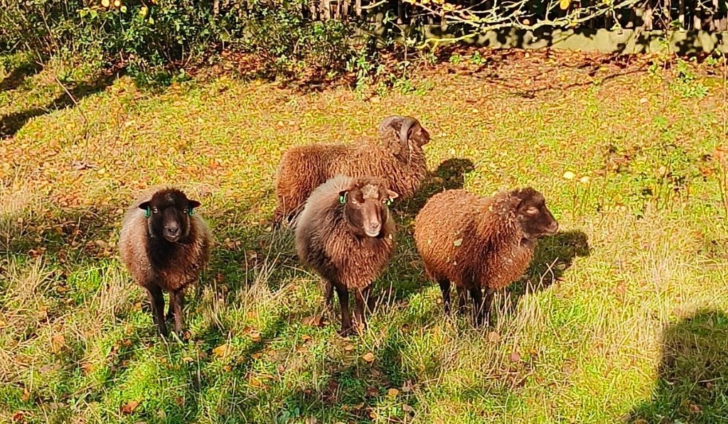 Mooie bruine ouessant ooitjes, Dieren en Toebehoren, Vrouwelijk, Schaap