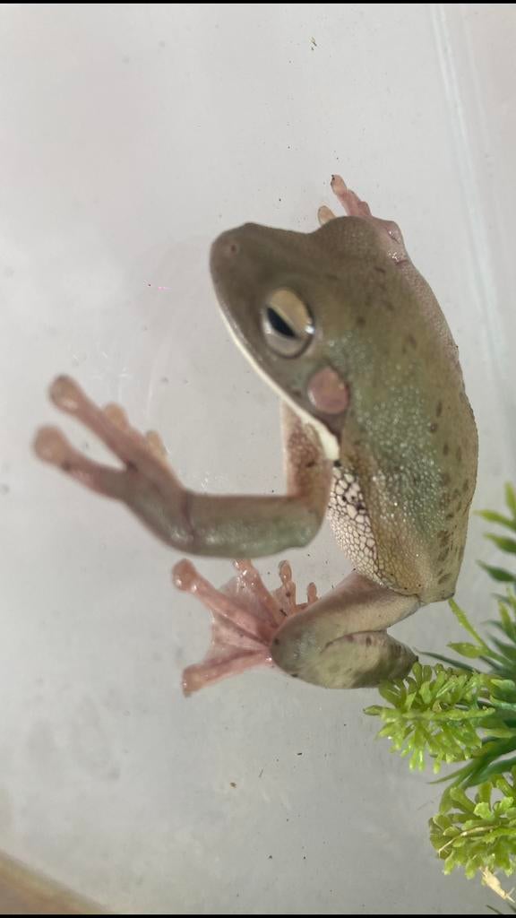 Witlipboomkikker, Dieren en Toebehoren, Reptielen en Amfibieën