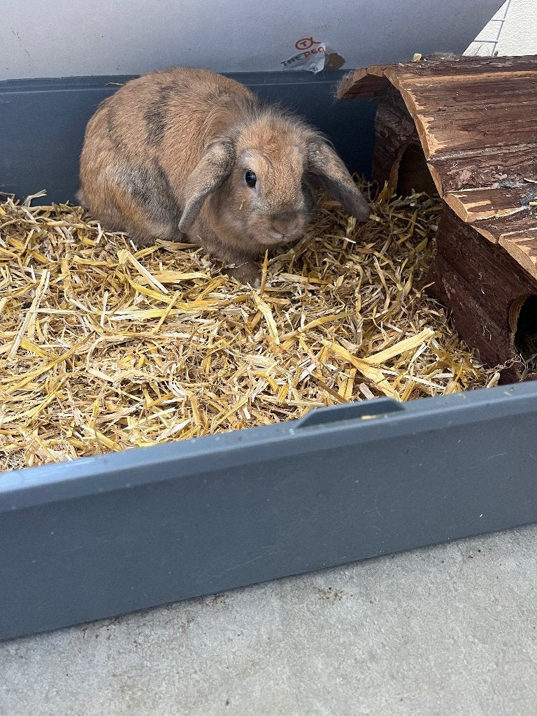 Lapin avec sa cage, Dieren en Toebehoren, Ophalen, Kooi, Konijn, 60 tot 90 cm