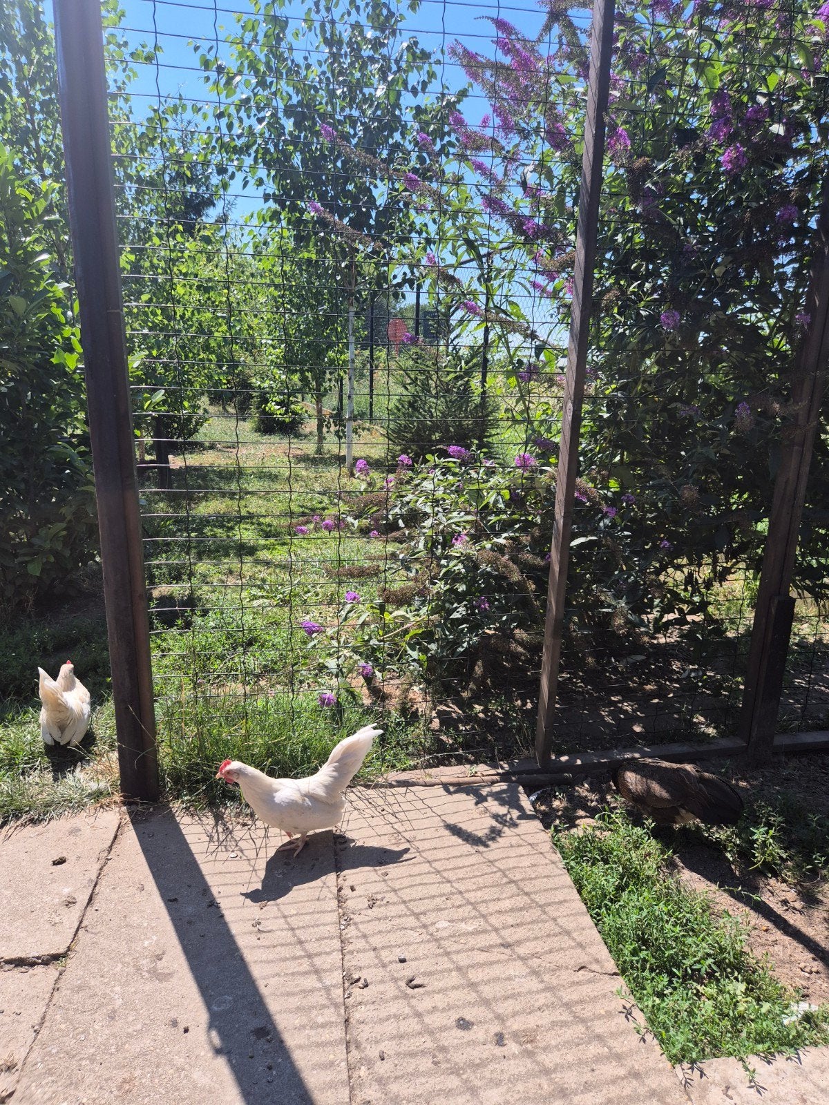 A vendre jeunes oiseaux 2,50 euros chacun