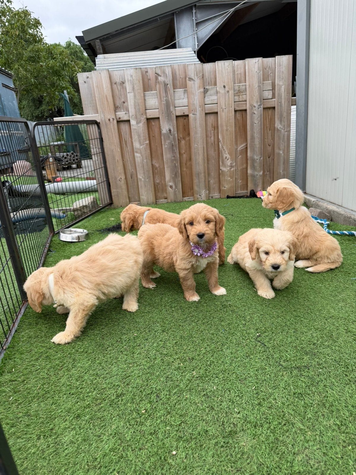 Lieve goldendoodle pups, Maladie de Carré (chiens), Autres races, Plusieurs, Belgique