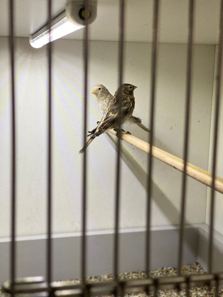 mooie barmsijsjes 2 x bruinsplitbond 1x splitgrijsbond, Dieren en Toebehoren, Wildzangvogel, Geringd