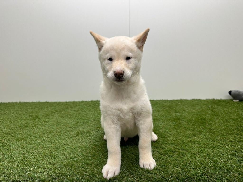 Shiba Inu pups, Dieren en Toebehoren, België, Overige rassen, 8 tot 15 weken, Parvo