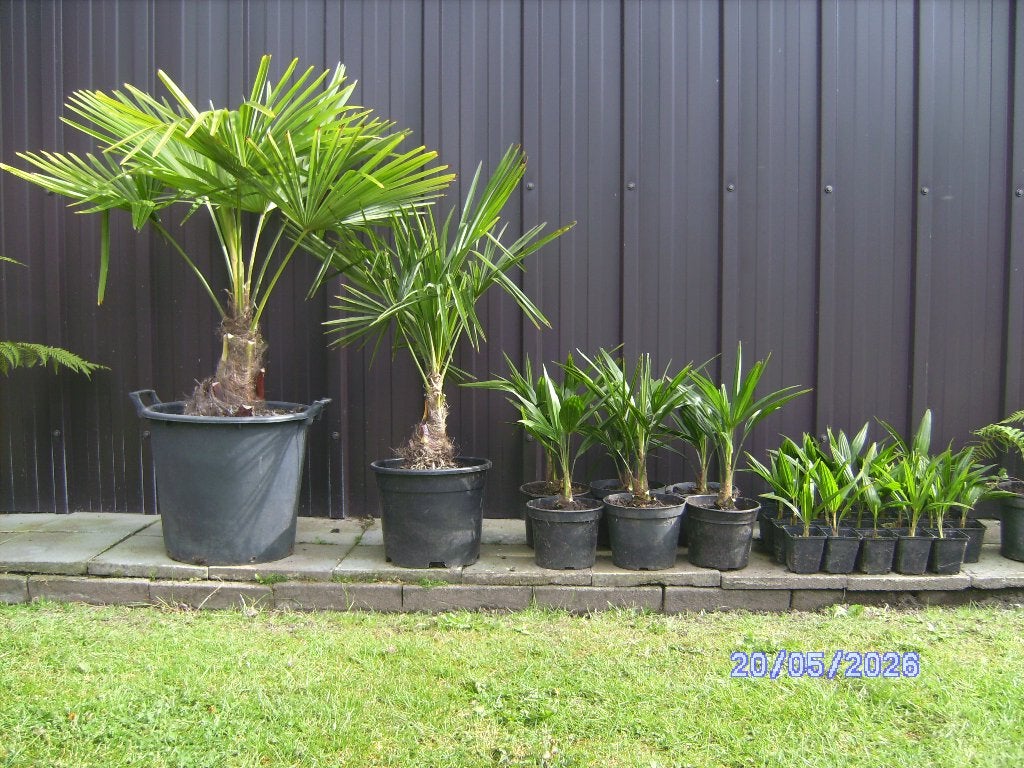palmboom, Tuin en Terras, Ophalen, Palmboom