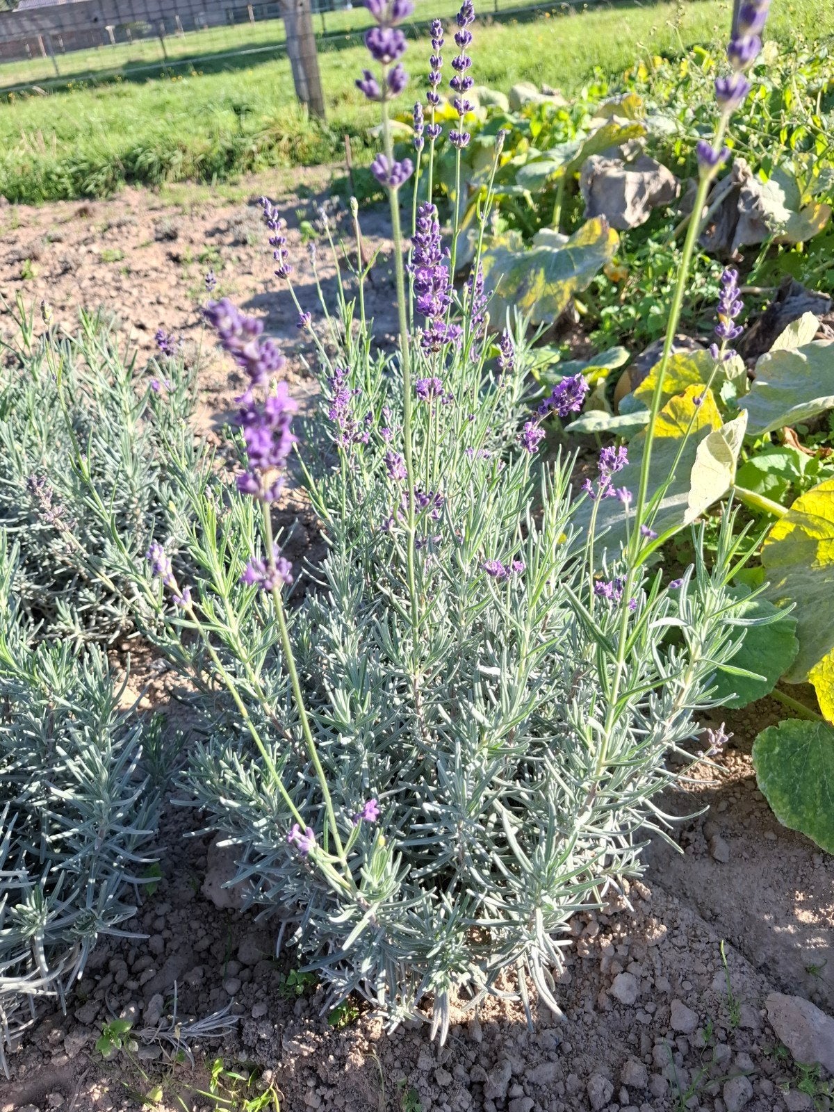 lavendel munstead, Volle zon, Vaste plant, Zomer, Ophalen