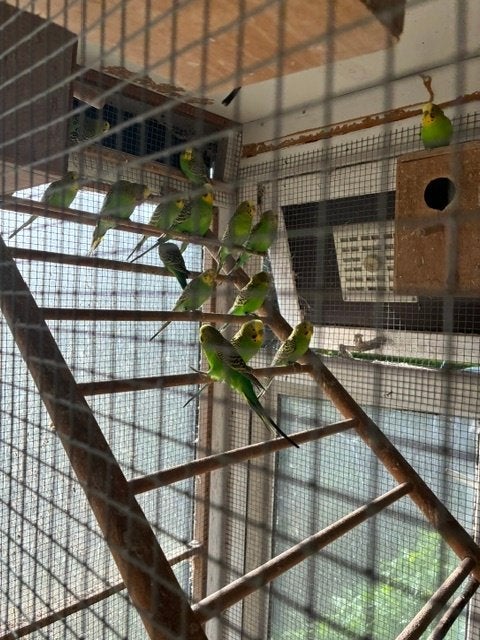Budgies/kleurgrasparkietjes, Plusieurs animaux, Perruche