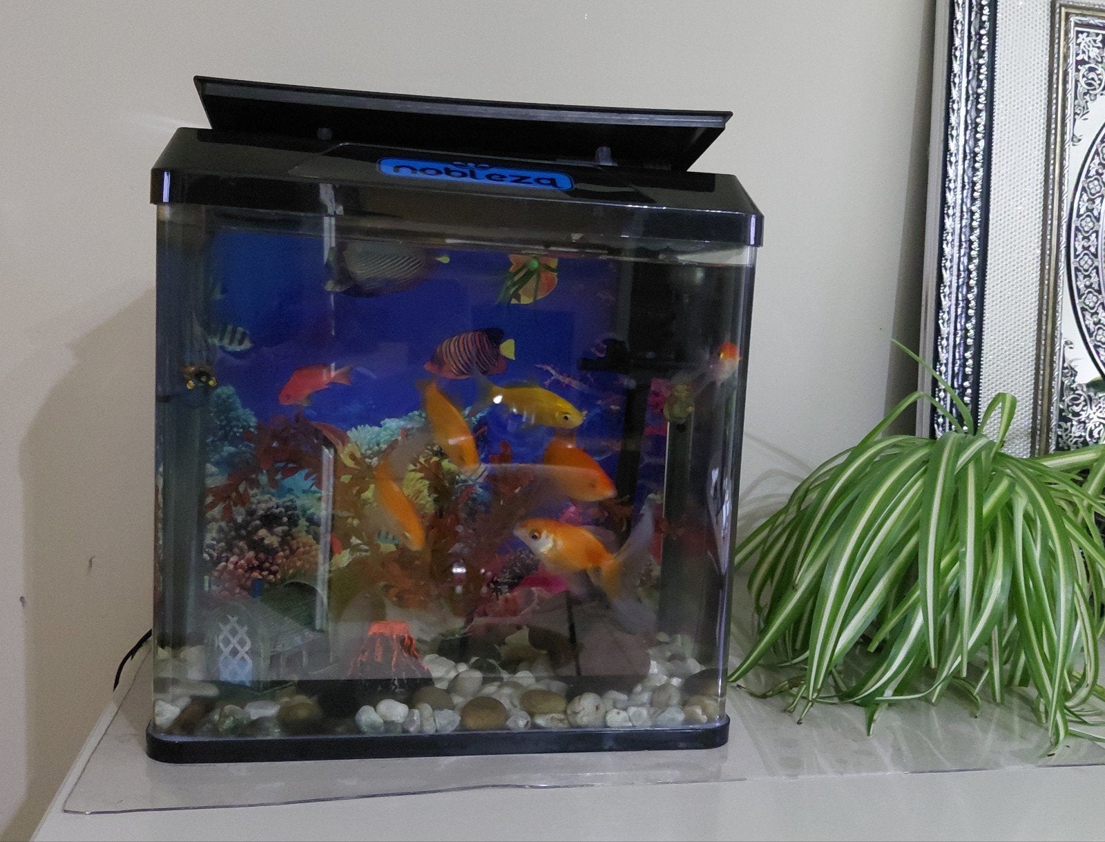 vissen + aquarium, Huis en Inrichting, Ophalen, Zwart, Inclusief decoratie, Glas
