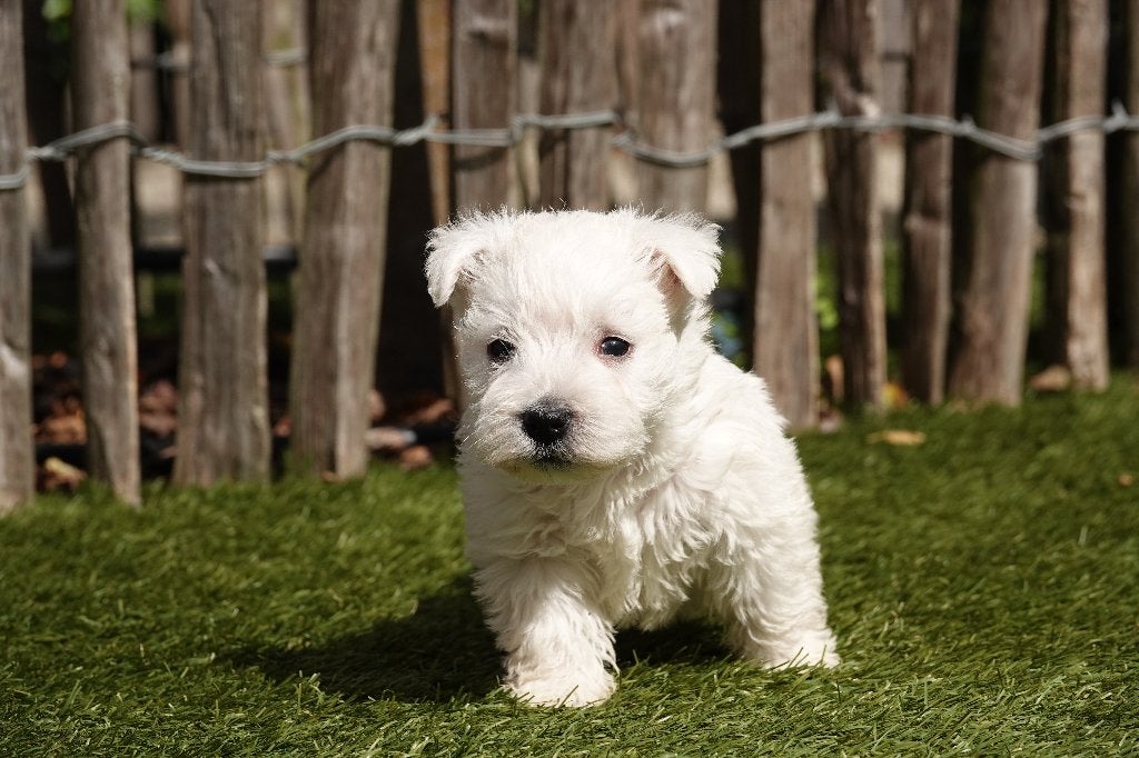 Prachtige West Highland White Terriër pups, met stamboom, België, Overige rassen, CDV (hondenziekte), 8 tot 15 weken