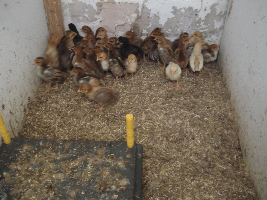 kuikens (groenleggers), Geslacht onbekend, Kip