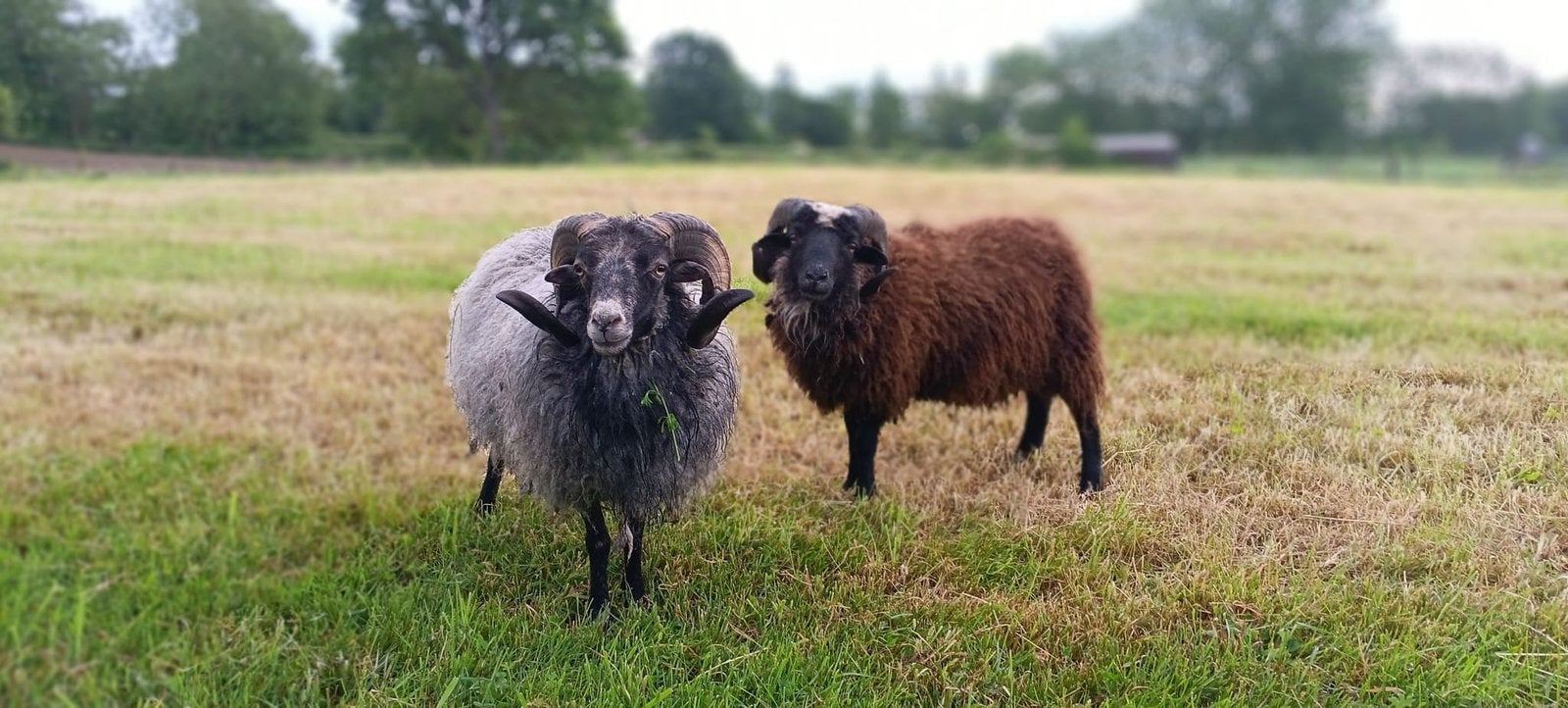 Ouessant bok., Dieren en Toebehoren, Runderen
