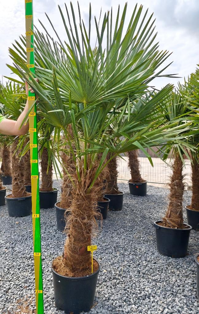 Trachycarpus Fortunei palmboom, Tuin en Terras, Ophalen, Voorjaar, Bloembol