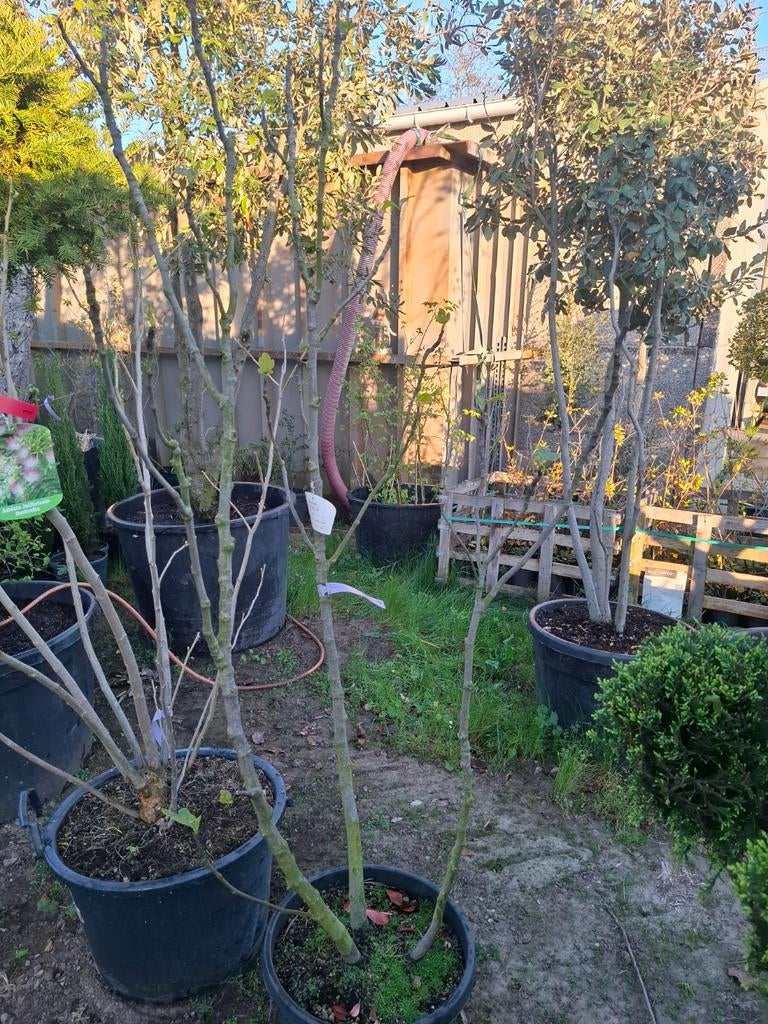 Vijgenboom, Tuin en Terras, Planten | Bomen, Ophalen