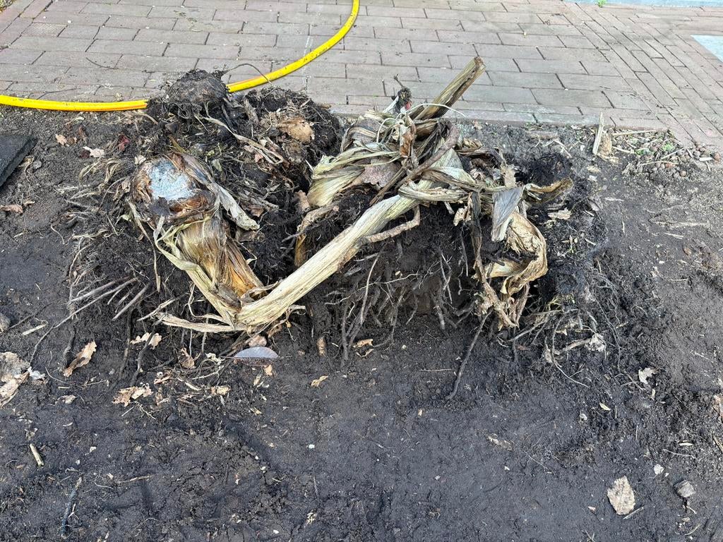 Bananenplanten, Tuin en Terras, Ophalen