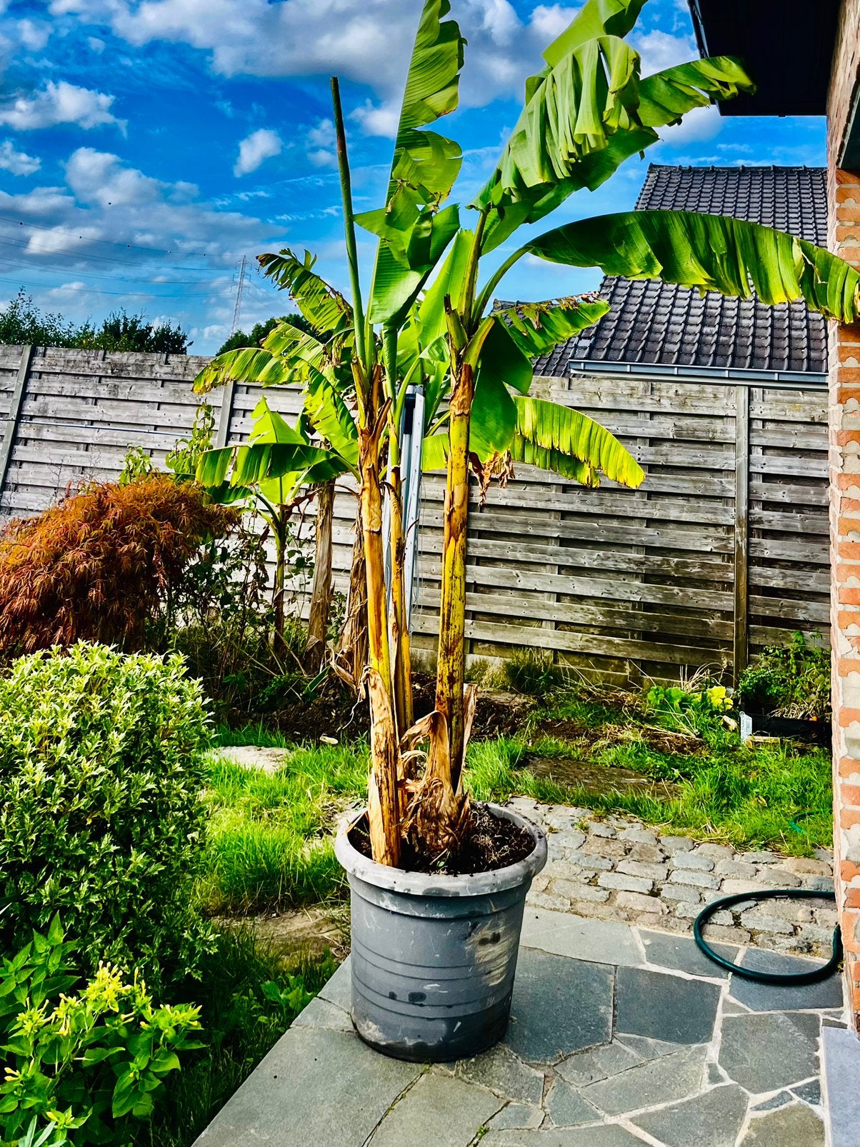 Banaan: musa dwarf cavendish, Tuin en Terras, Ophalen