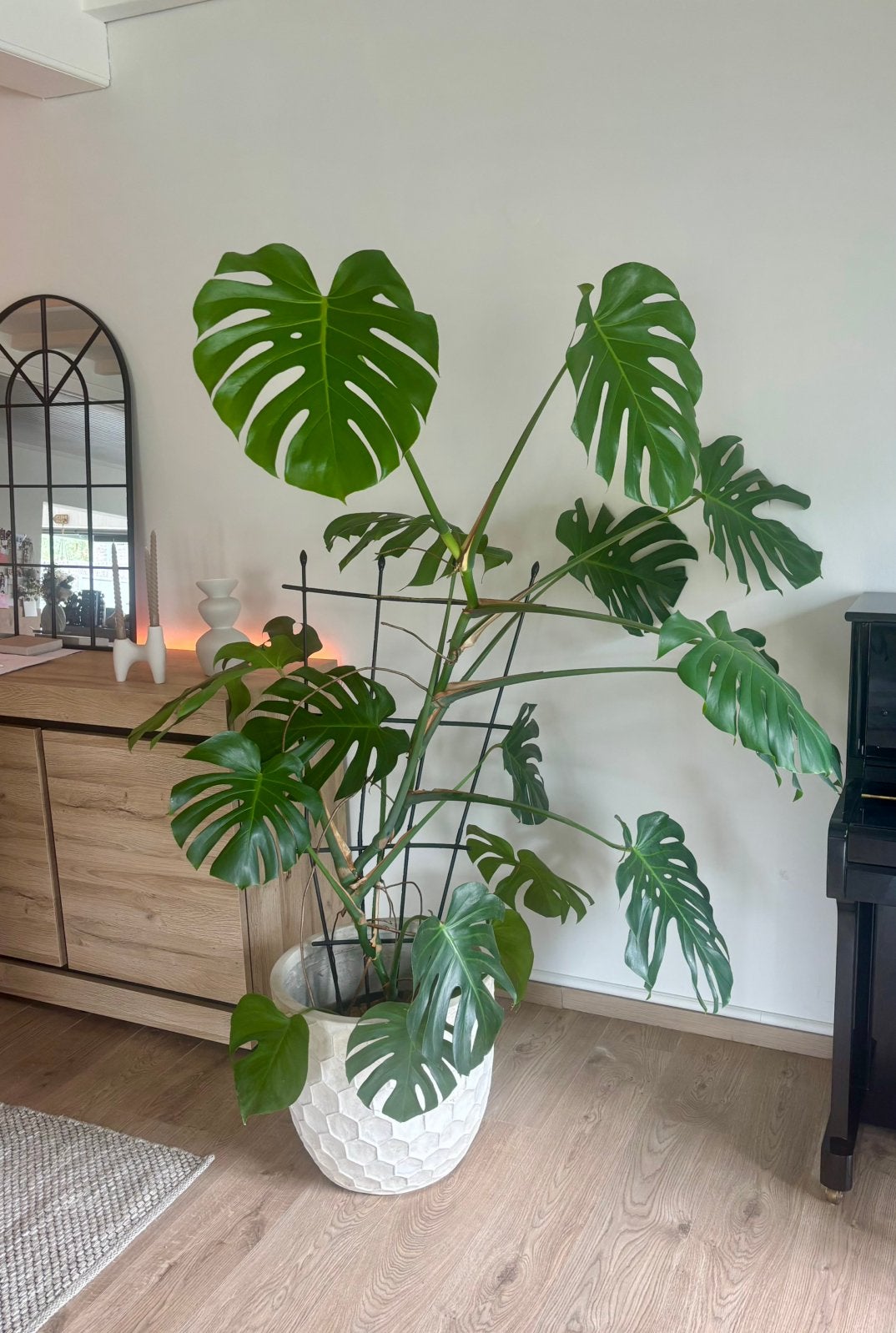 Monstera Deliciosa (5 jaar oud), Autres espèces, 150 à 200 cm, Enlèvement, Plante verte