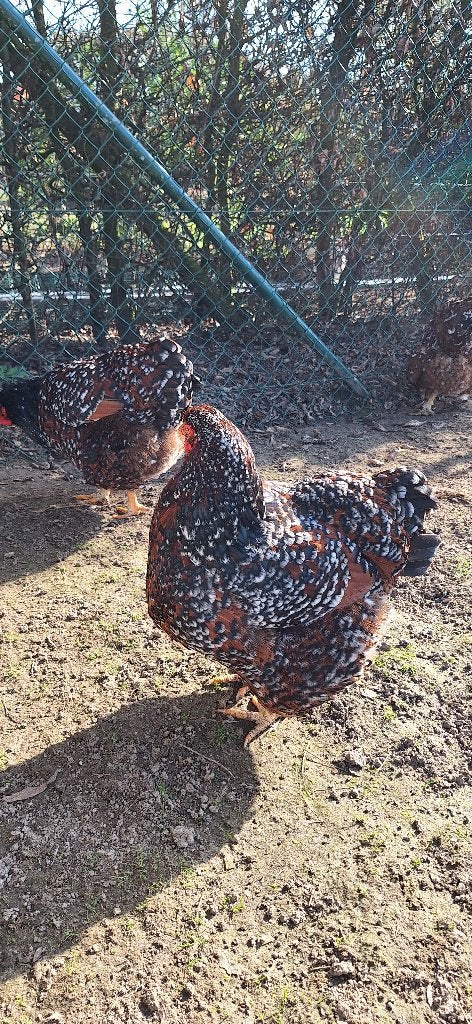 Wyandotte rood porselein, Kip