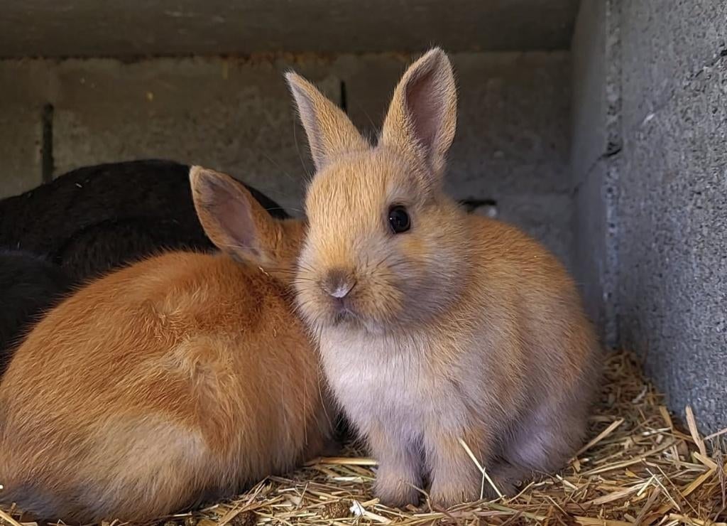 Lapin nain, Ophalen, Nieuw