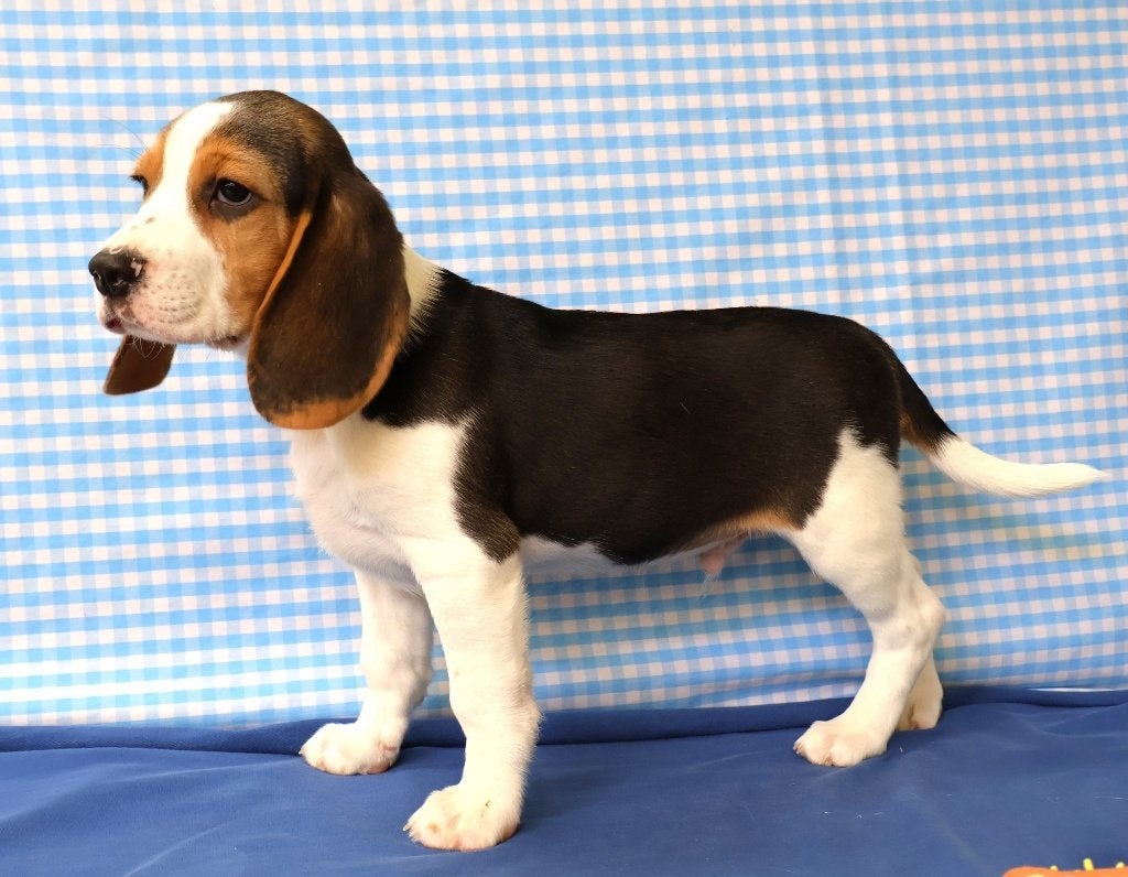 Des chiots Beagle super mignons !, Animaux & Accessoires, Chiens | Beagles, Bassets & Chiens courants, 15 semaines à 1 an, Étranger