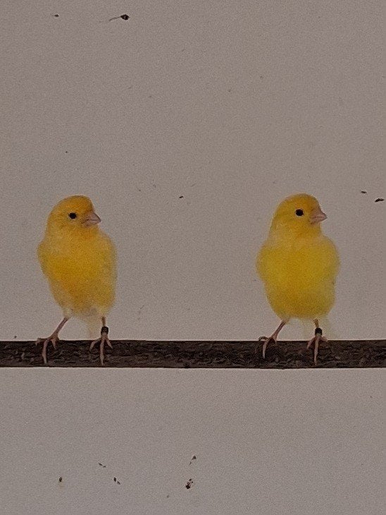 gele kanarie mans, Dieren en Toebehoren, Mannelijk, Kleurkanarie
