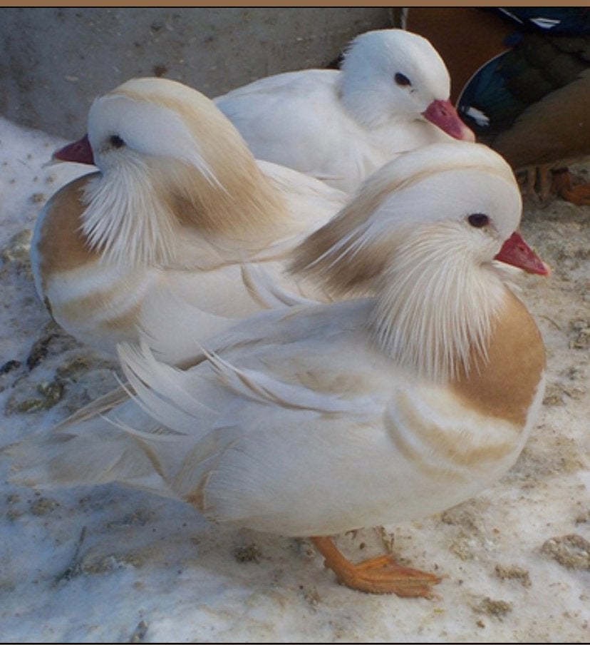 Witte mandarijn/siereend, Plusieurs animaux, Canard