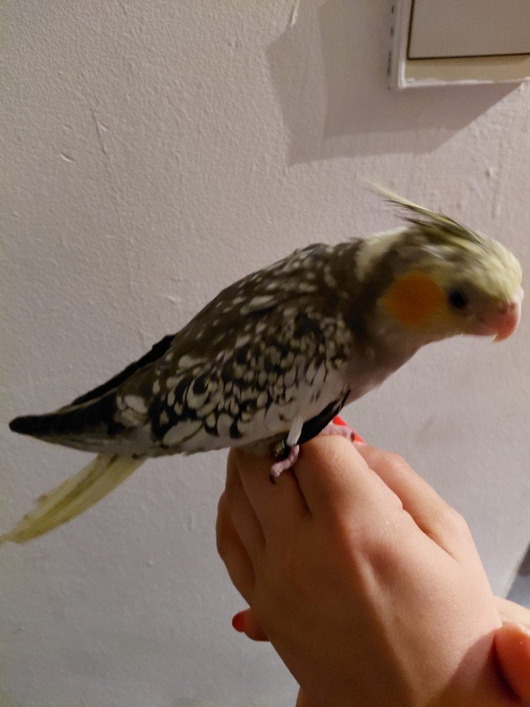 Jonge handtamme EAM valkparkiet met DNA certificaat, Dieren en Toebehoren, Vogels | Parkieten en Papegaaien, Vrouwelijk, Parkiet