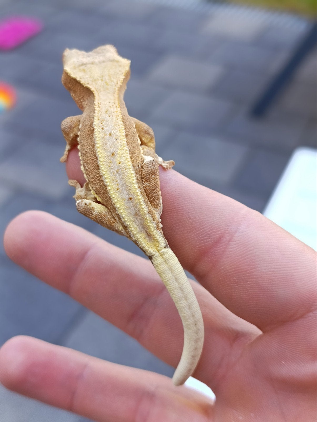 prachtige Lilly white wimpergecko, Dieren en Toebehoren