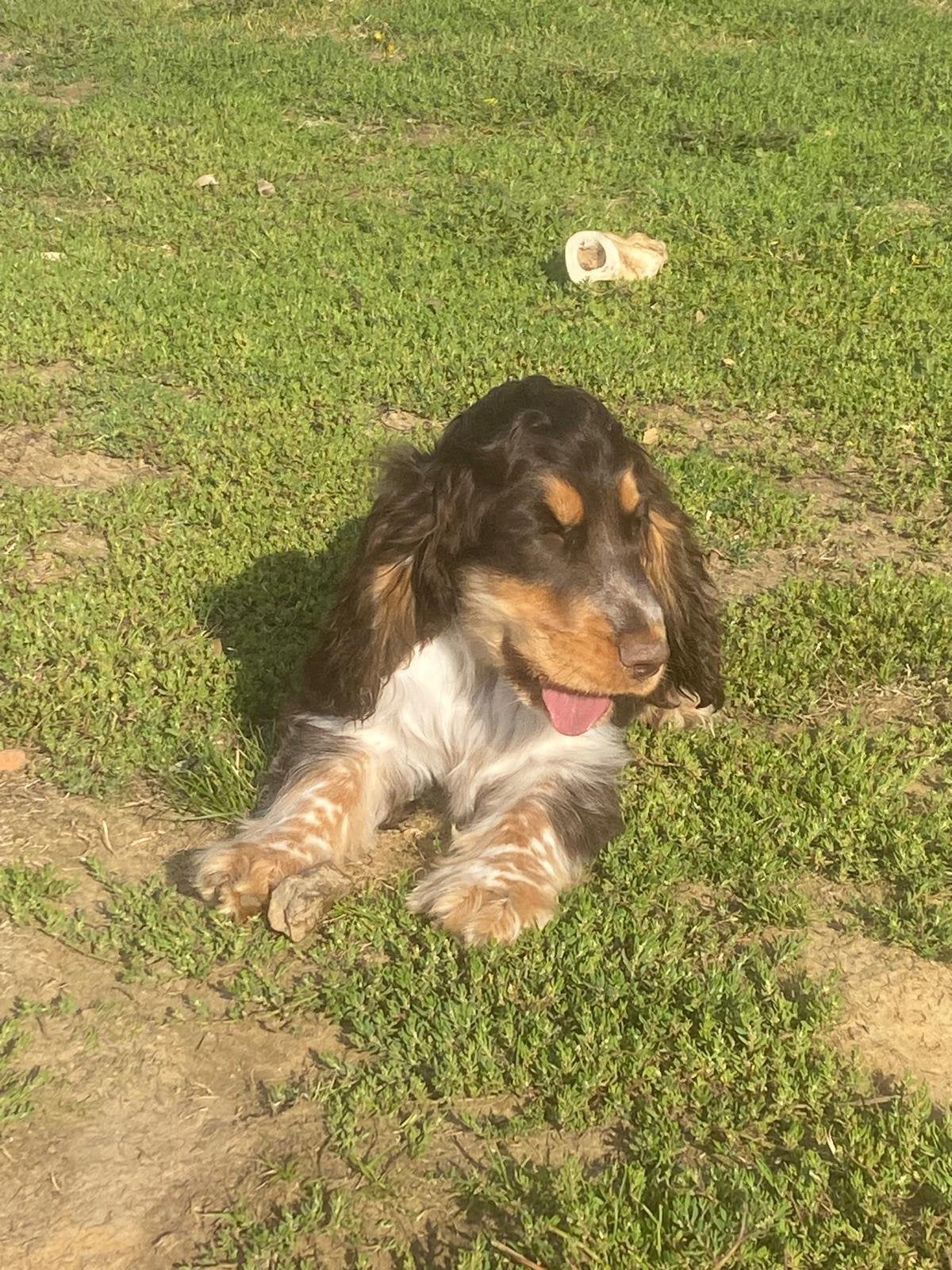 Cocker anglais males, 15 semaines à 1 an, Chien (mâle), Maladie de Carré (chiens), Belgique