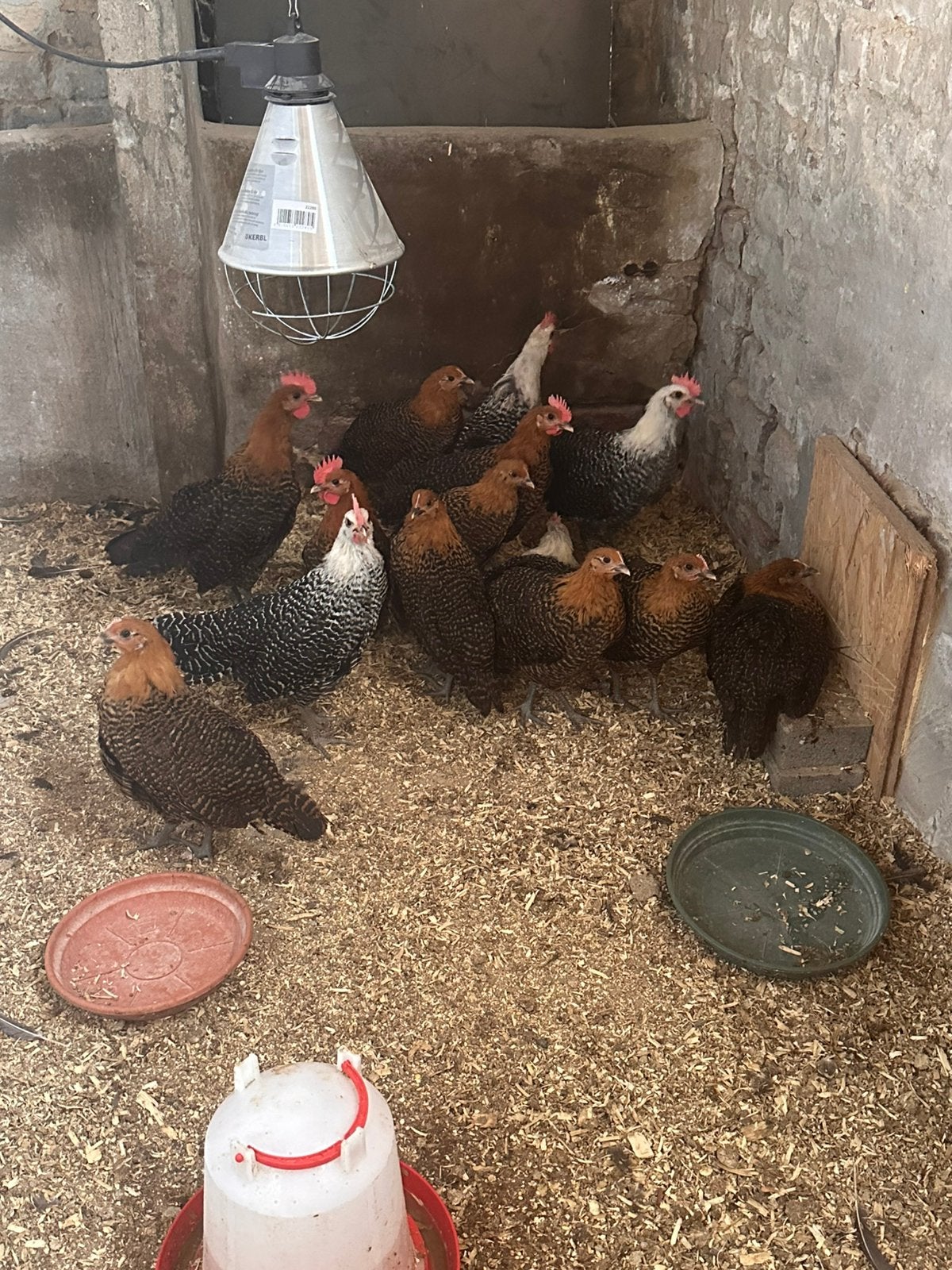 Haantjes zilver en goudbrakel, Dieren en Toebehoren, Pluimvee, Mannelijk, Kip